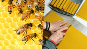 Velas de Cera de Abeja: Fuente Natural de Carga positiva para tu hogar